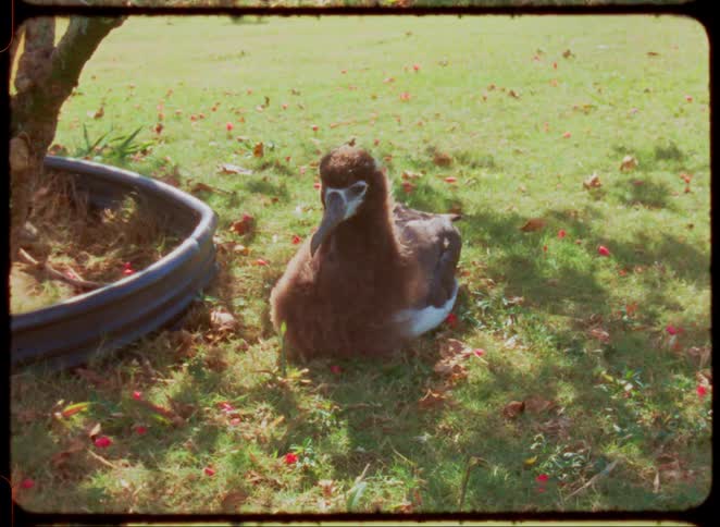 A bird sits on a patch of grass with a tree and metal ring by its side