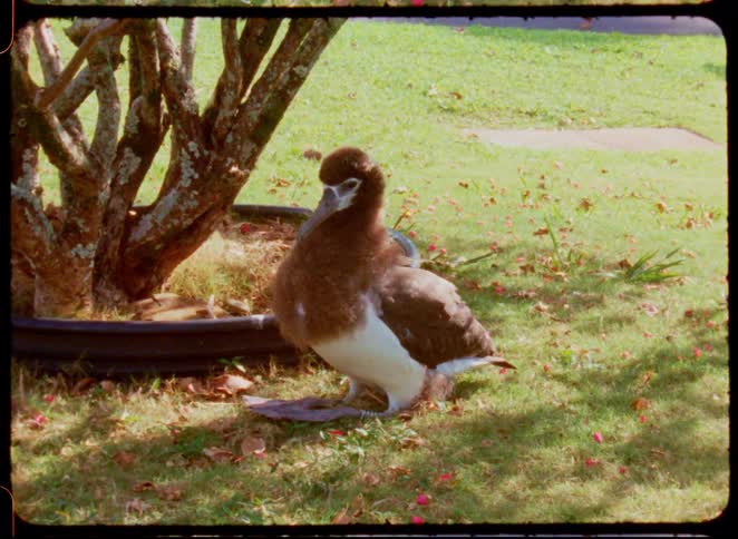 A vintage film clip shows a brown and white bird preening its feathers on a grassy lawn next to a tree with the image bordered by a black frame with jagged red and white lines on the sides