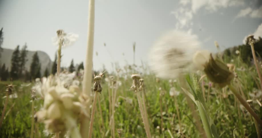 A camera on the ground shows a persons legs walking and then running on the grass past dandelion seed heads