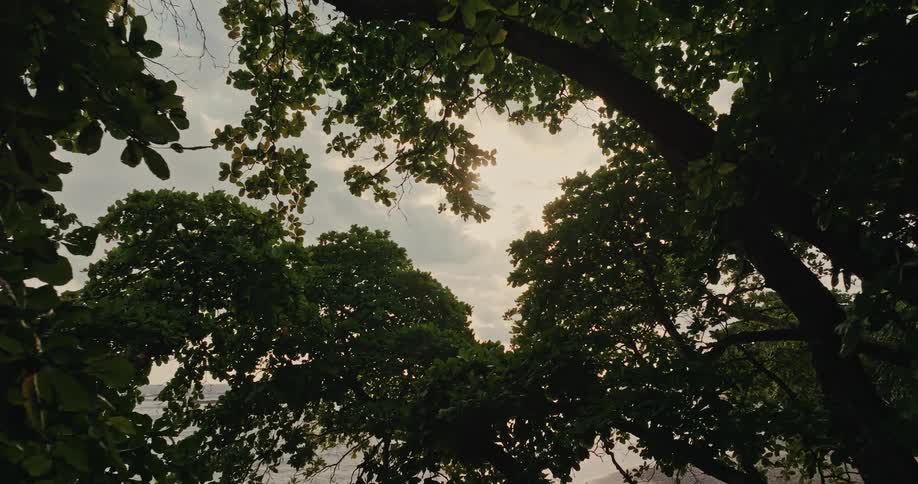 Landscape of trees against a cloudy sky