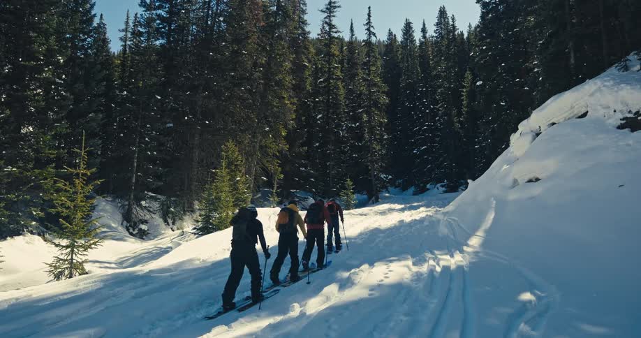 A group of four people wearing skis and backpacks are shown from behind as they ski uphill along a snowy trail they are surrounded by a dense pine forest on a bright sunny day creating a scenic winter landscape