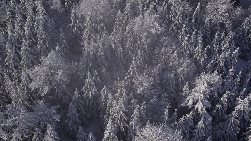 An aerial view looks straight down on a dense forest of snowcovered pine trees the camera slowly moves downward revealing a beautiful intricate pattern of frosted tree tops