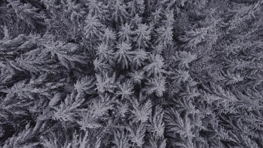 A dense pine forest in winter