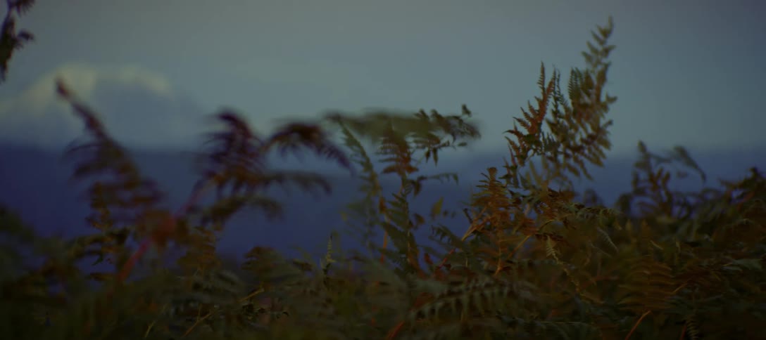 Ferns swaying in the wind with blurred mountains in the background