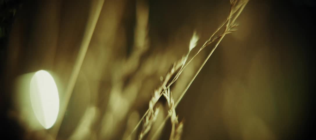 A telescopic view of wheat gently moving with the wind