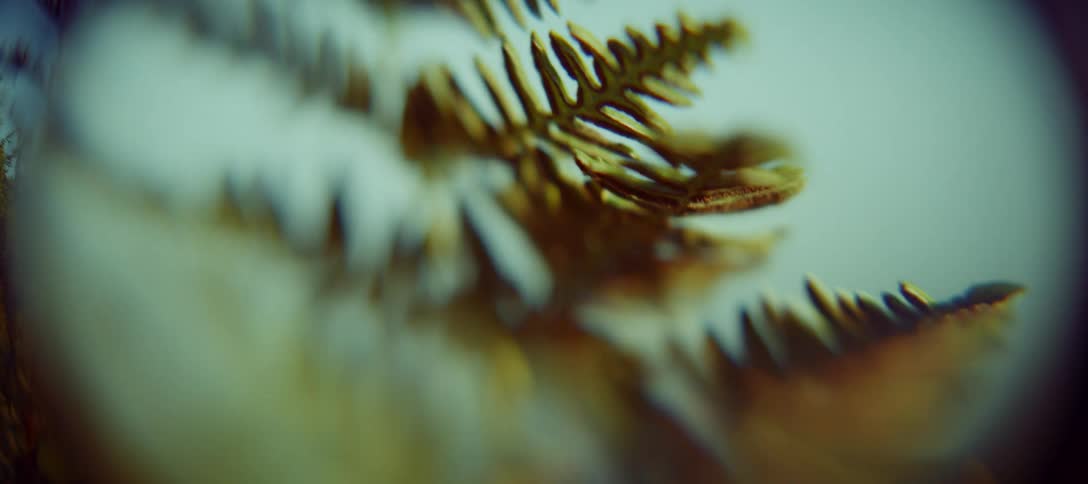 Macro view of a greenish plant leaf
