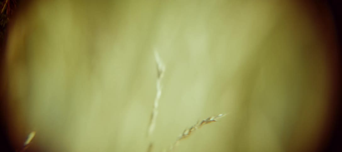 A close up of some grain