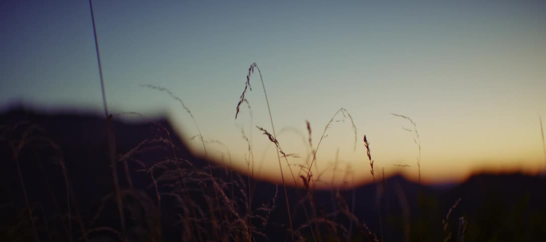 A landscape with the sun setting behind a mountain range and plants moving with the wind in the foreground