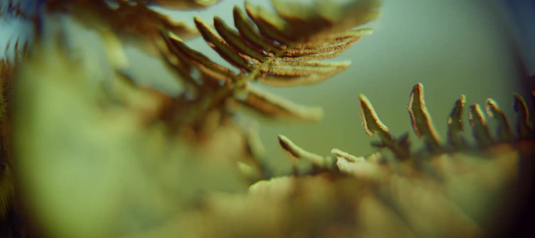 This is a dreamy macroshot video focusing on the intricate details of a fern frond the camera slowly shifts focus from the lush green leaves to the delicate dried brown textures of the plant