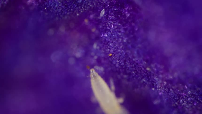 Microscopic insect with a translucent small body shown in detail on a textured purple surface