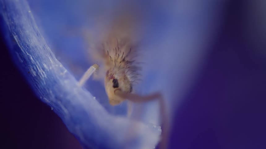An elongate springtail collembola on a plant