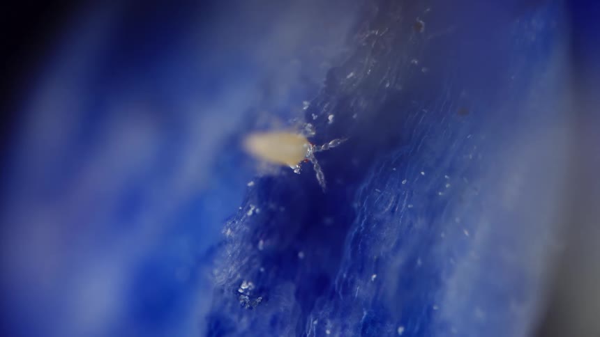 A magnified dust mite is shown standing on a blue and white surface