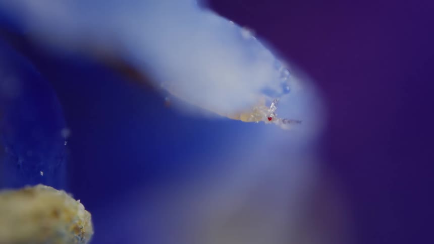 Tiny insect on blue petals under macro lens