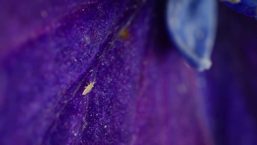 Close up of a tiny insect crawling on a purple petal
