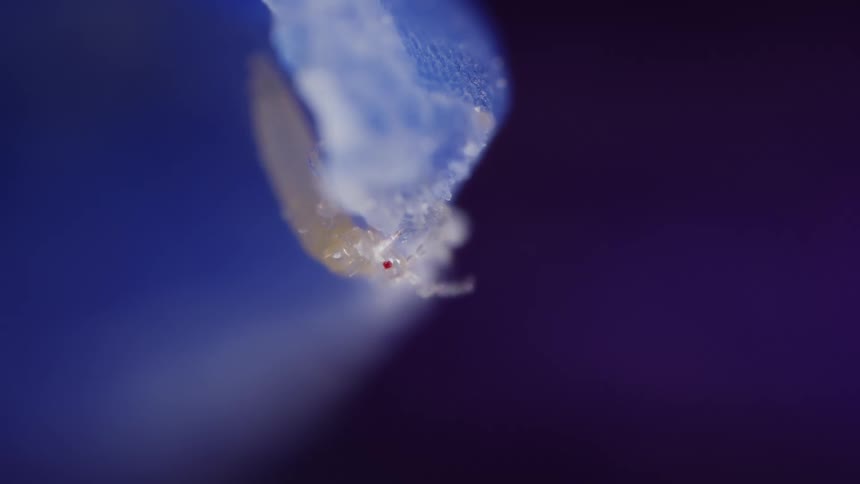 A tiny insect clings to the frosty edge of a blue surface under magnification