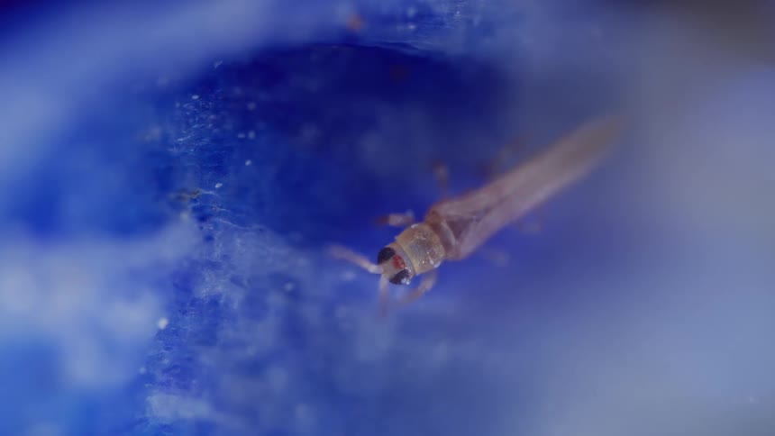 Extreme close up of a thrips perching on a blue petal of flower