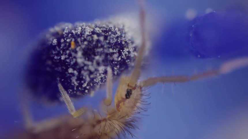 An elongate springtail feeding on particles on a hydrangea flower anther