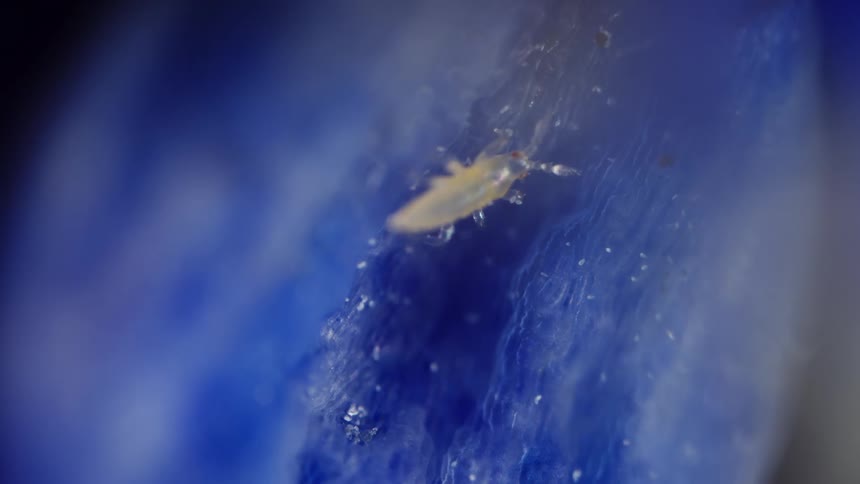 Thrips nymph on hydrangea flower