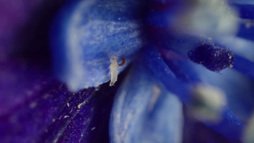 Tiny insect called a thrips nymph on blue petals of hydrangea flower seen in macro closeup