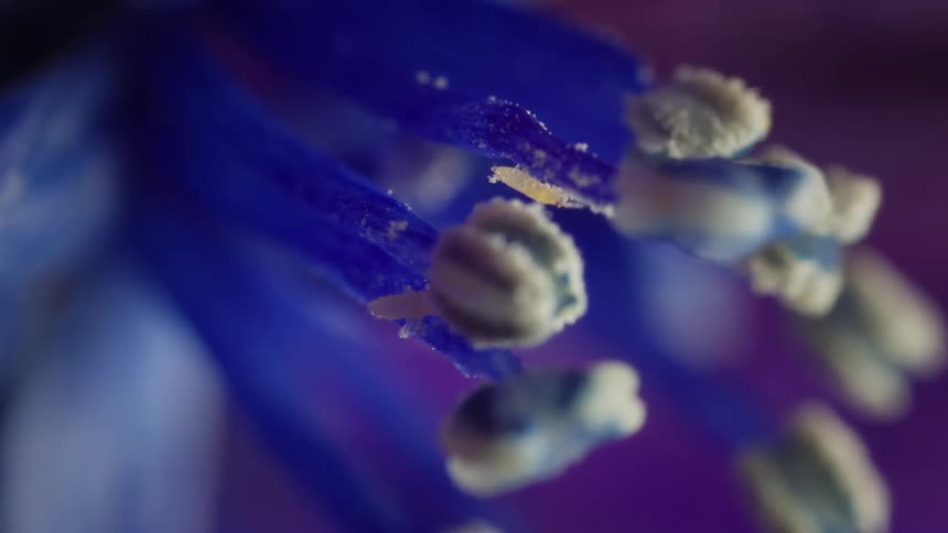 Closeup of blue stamens covered in yellow pollen and insects