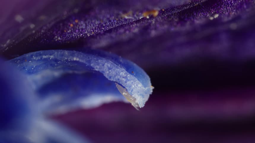 A tiny insect thrips nymph on a petal seen in microscopic detail