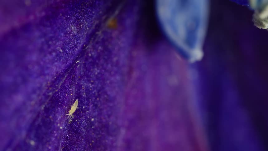 A tiny insect called a thrips nymph on a colorful flower petal