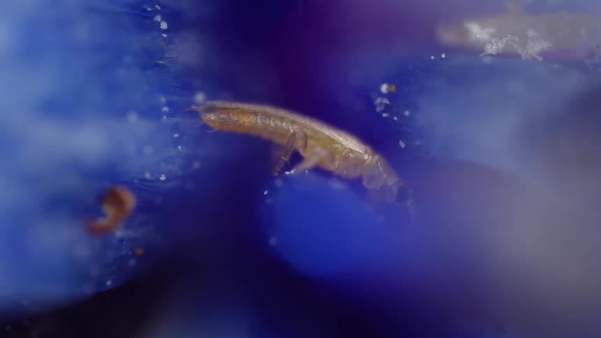 A microscopic bug called a thrips in a blue environment of a flower