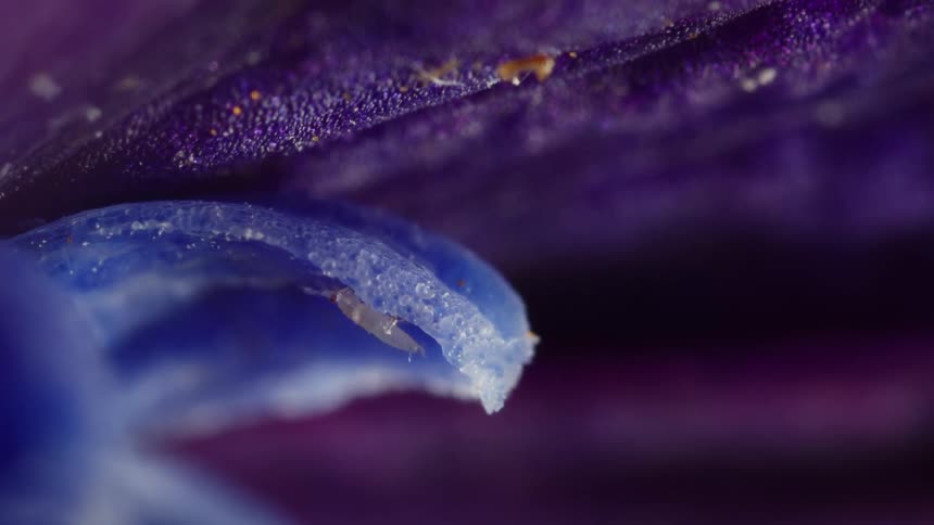 Intricate textures of petals close up and a tiny insect crawling on the petals