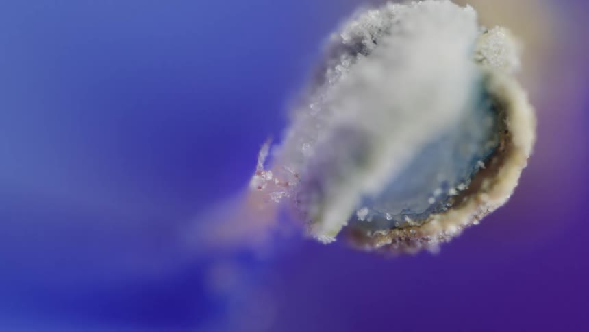 A tiny thrips nymph eats from a flower nather seen in extreme high magnification