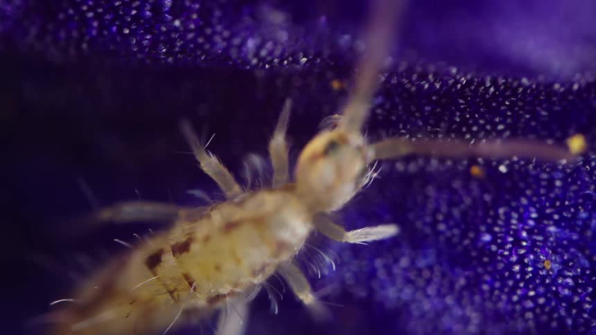 A springtail eating from surface of a flower petal with individual cells visible