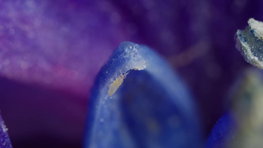 Insect on a blue petal in closeup with crystallized details against a blurred purple background