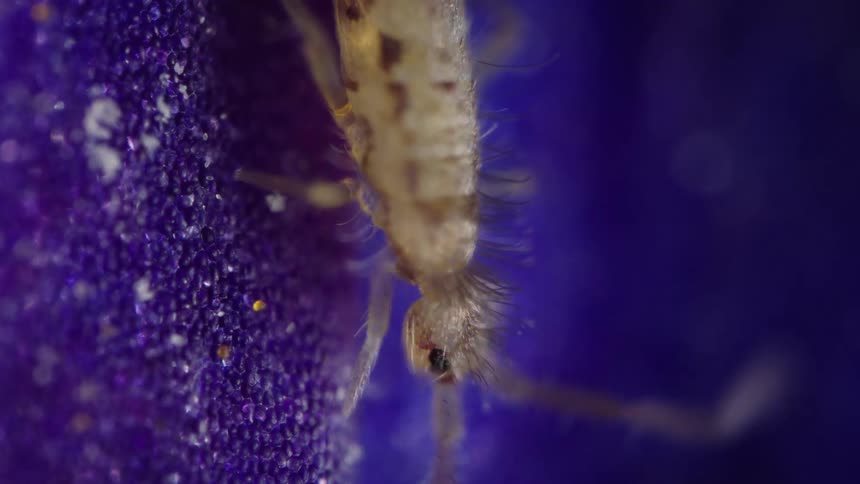 Closeup of a springtail on the textured surface of flower