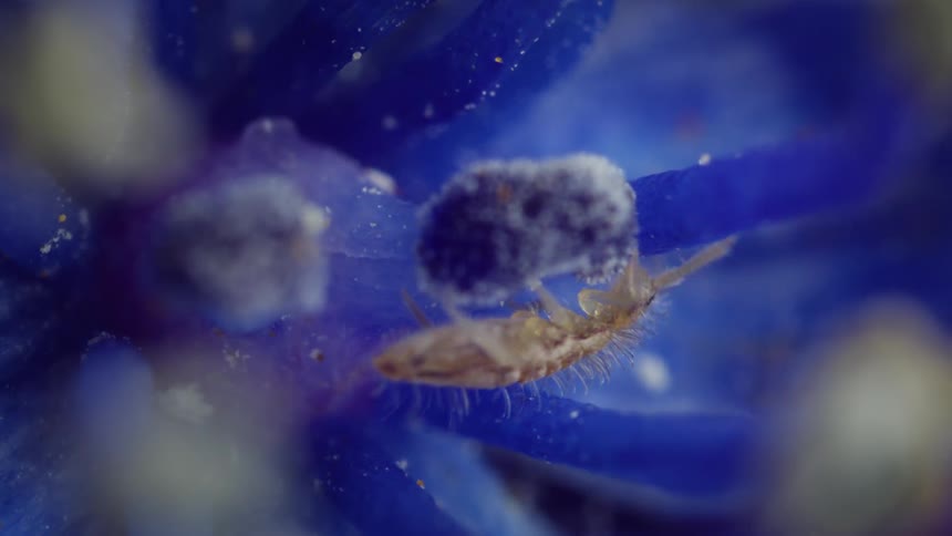 A minuscule animal scavenges for particles of food on a flower