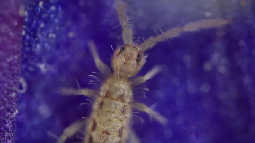 Springtail animal with long antennas on a blue surface