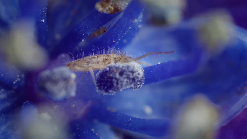 A tiny springtail gathers eats from a plant