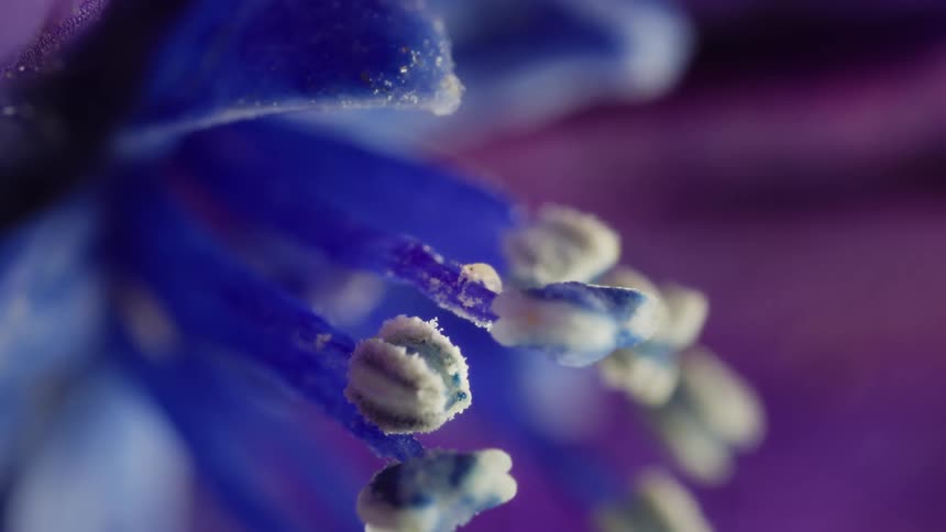 Insect walking on a purple flower