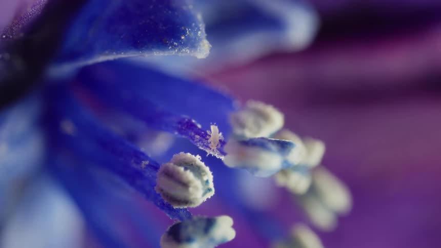 A tiny white bug called a thrips on the filament of a hydrangea flower