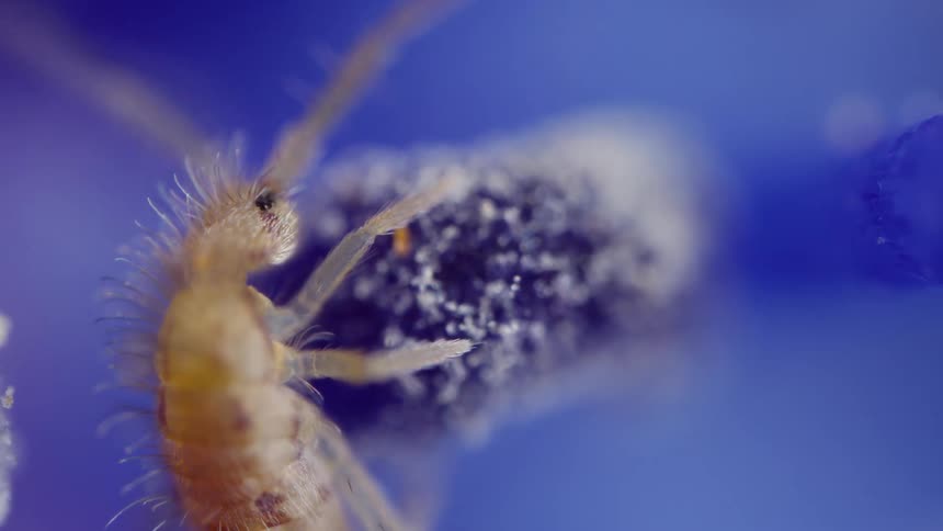 A springtail bug eats from an anther of a flower seen in extreme magnification detail