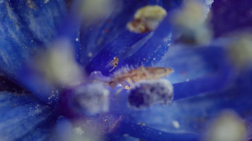 Springtail in closeup on blue flower covered with pollen