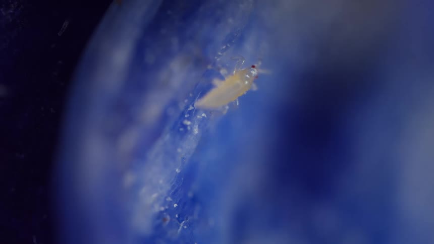 A microscopic close view shows a small pale insect called a thrips nymph with tiny red eyes and legs crawling on a blue surface of flower