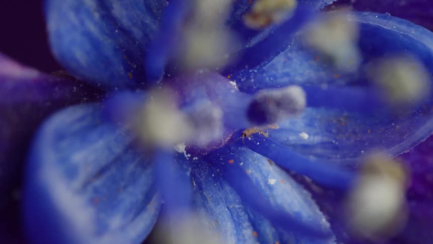 Yellow thrips on the filament of a hydrangea flower outdoors during day time