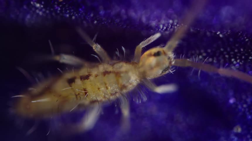 Springtail eats from the purple surface of a flower petal seen in extreme magnification
