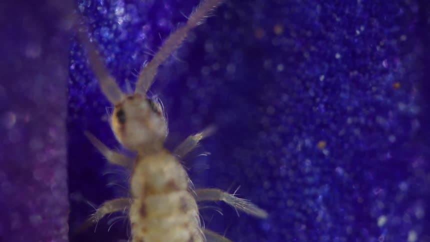 A springtail bug walks and eats on a blue surface at midday