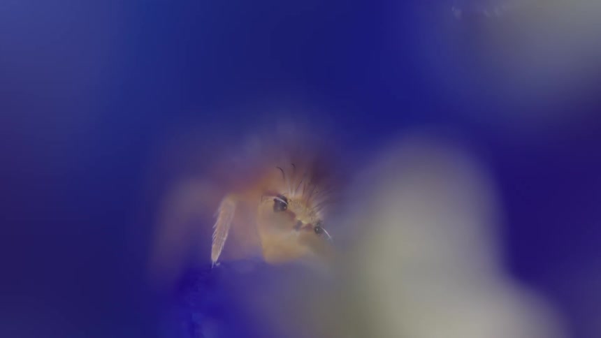 An elongate springtail with long antennae eating from flower with a blurry dark blue background