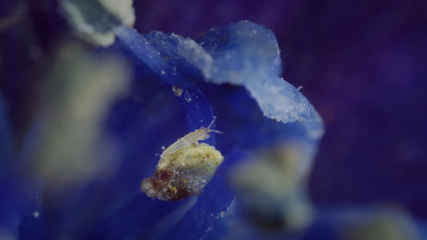 A small thrips nymph with tiny legs walks onto filament of flower