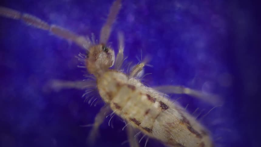 A springtail bug eats from a blue surface at midday