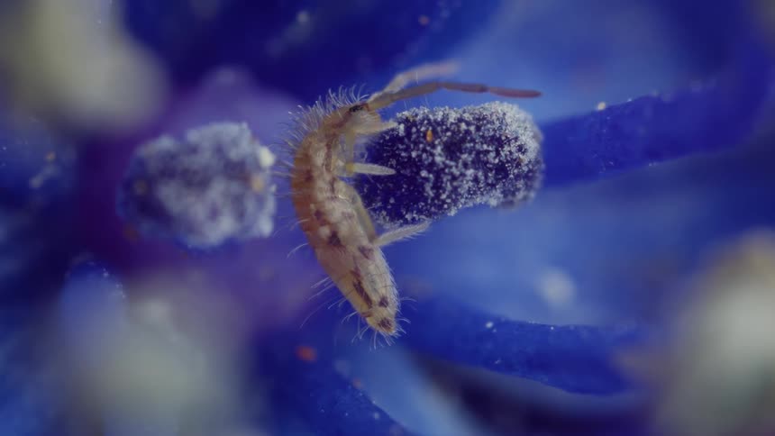A tiny springtail eating from anther of a flower