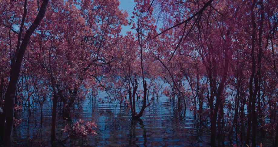 Trees in a small pond