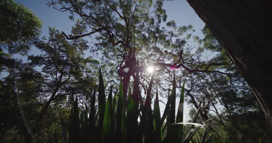 Sun shining through the trees in a forest seen from below