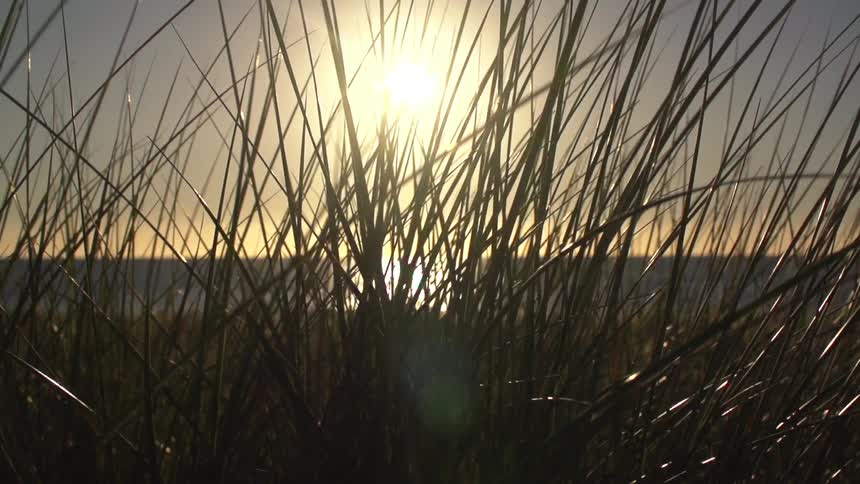 Sun shining through tall grass